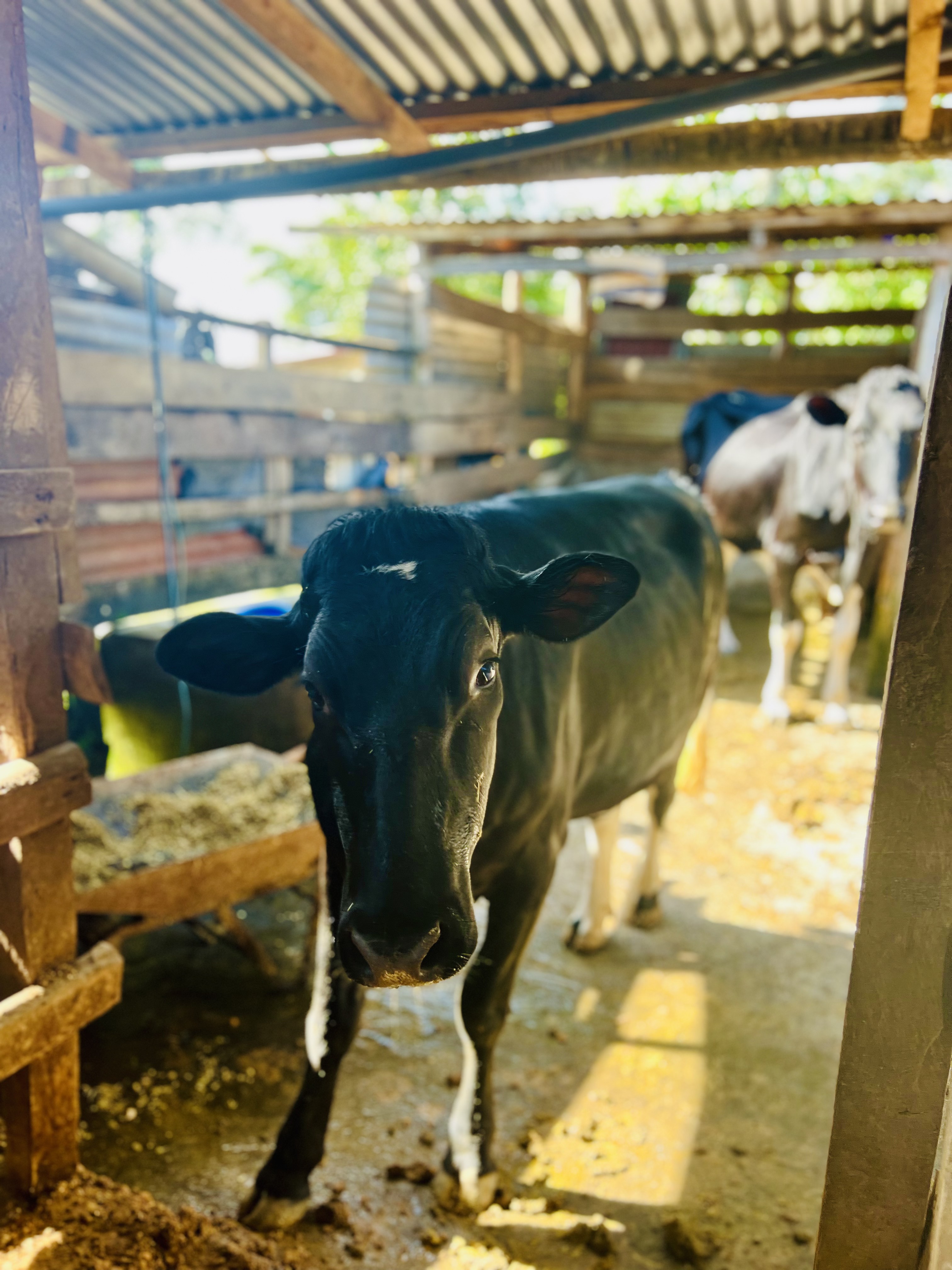 School farm