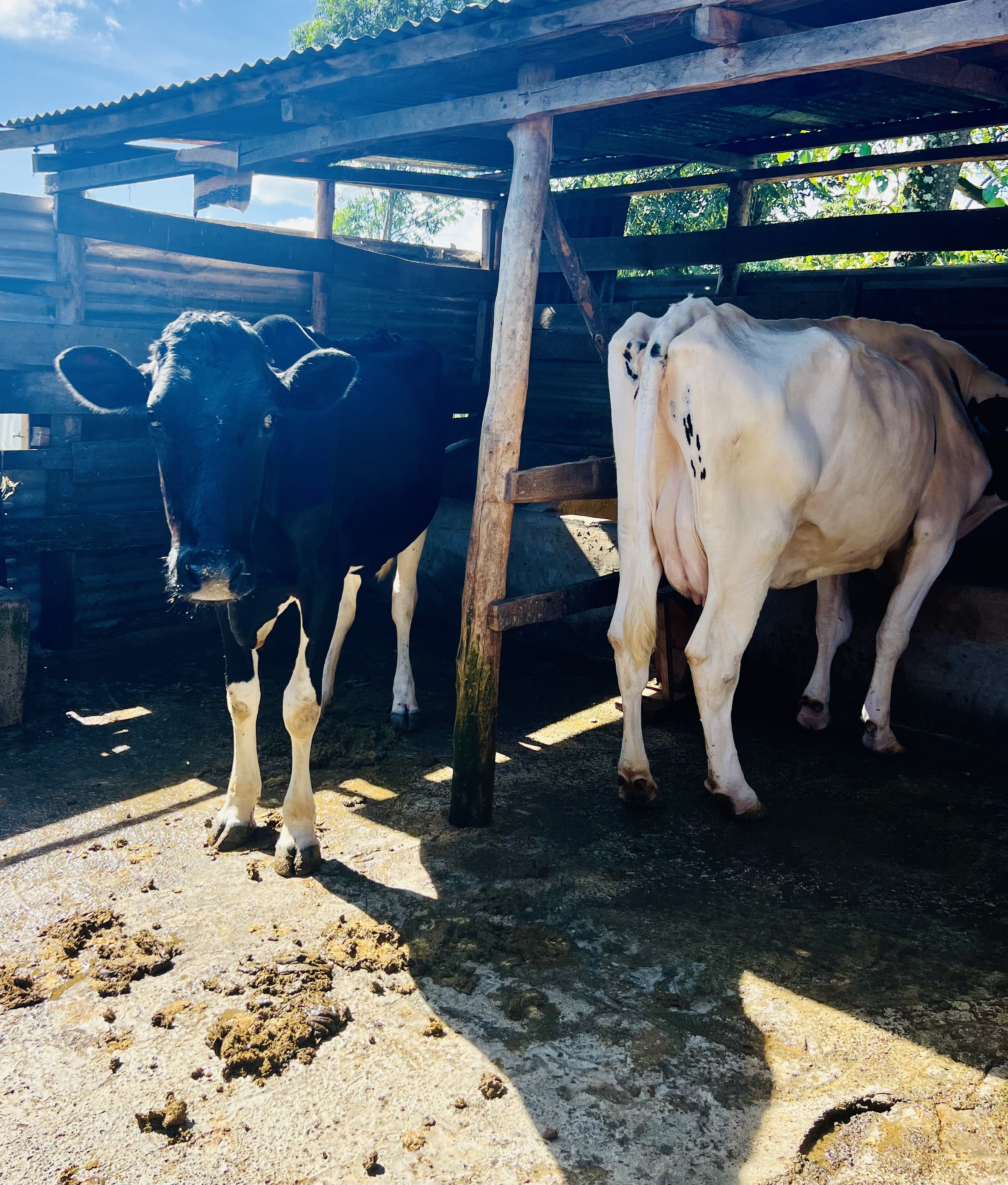 Farm cattle